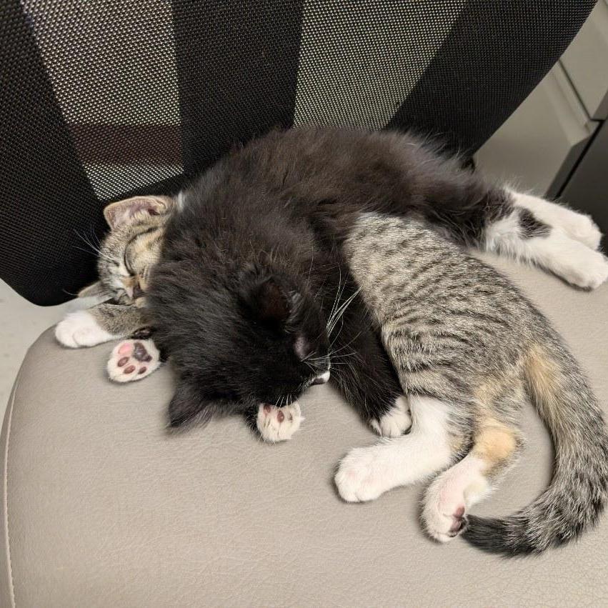 Zeus, a Adoptable Domestic Medium Hair in Las Cruces, NM image 2/6