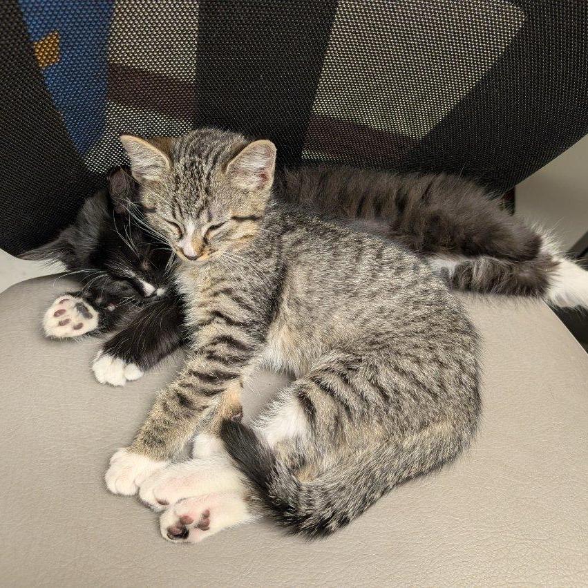 Zeus, a Adoptable Domestic Medium Hair in Las Cruces, NM image 3/6