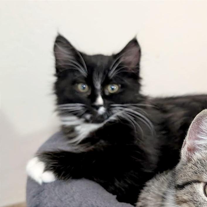 Zeus, a Adoptable Domestic Medium Hair in Las Cruces, NM image 4/6