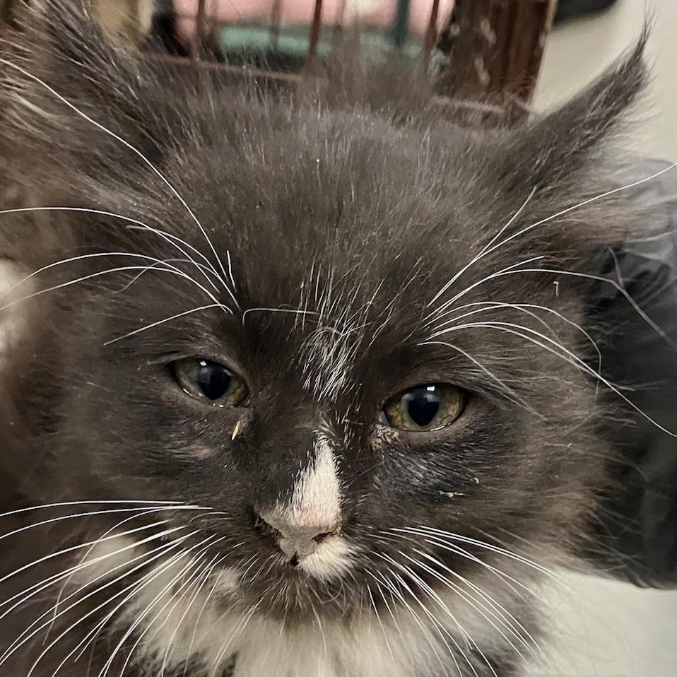 Zeus, a Adoptable Domestic Medium Hair in Las Cruces, NM image 5/6