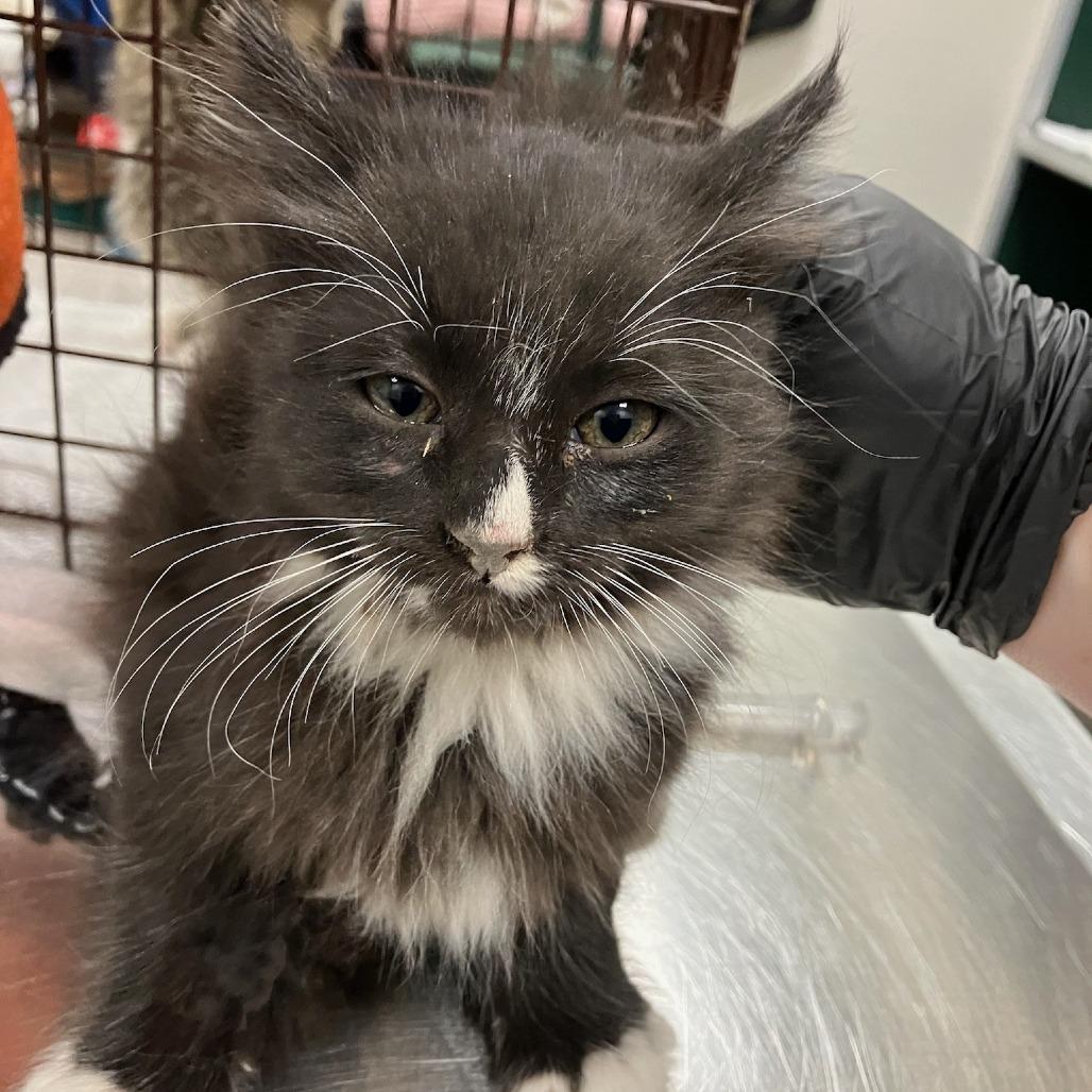 Zeus, a Adoptable Domestic Medium Hair in Las Cruces, NM image 6/6
