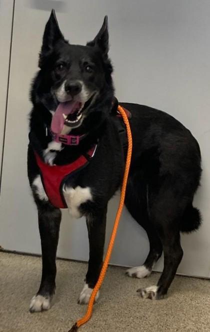 Piper, Adoptable, Adult Female Mixed Breed & Mixed Breed.