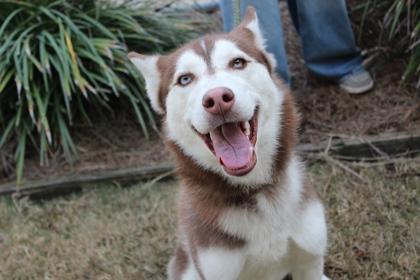 Roxy, Adoptable, Adult Female Siberian Husky & Mixed Breed.