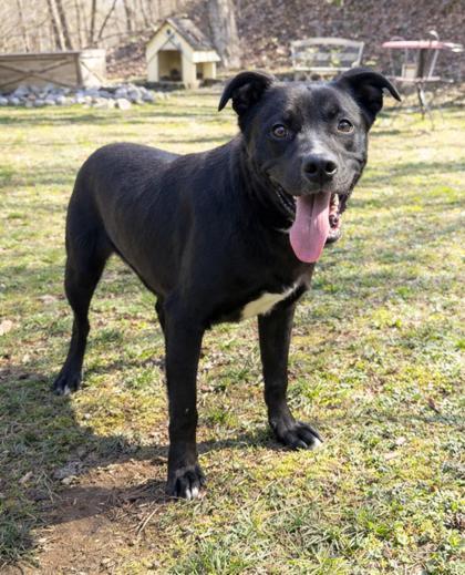 Shorty , ADOPTABLE, Adult Male Feist.