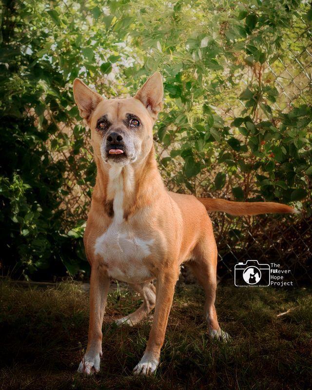 Enlarge Dime, a Adoptable mixed breed in Crescent City, FL image 1/6