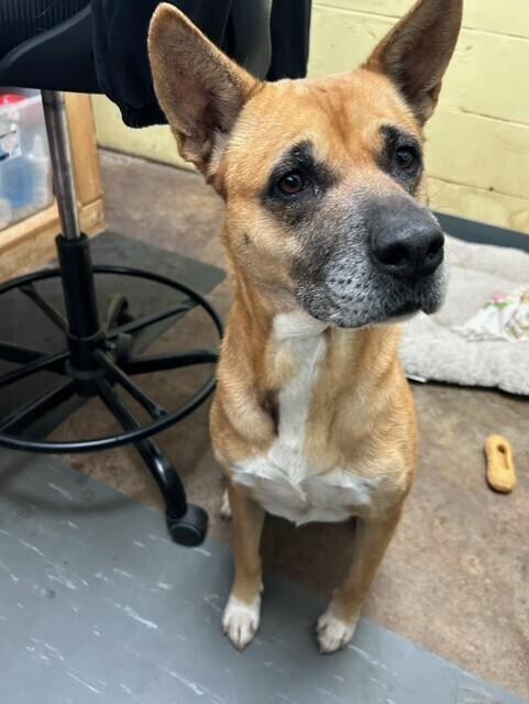 Enlarge Dime, a Adoptable mixed breed in Crescent City, FL image 2/6