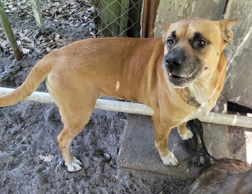 Enlarge Dime, a Adoptable mixed breed in Crescent City, FL image 3/6