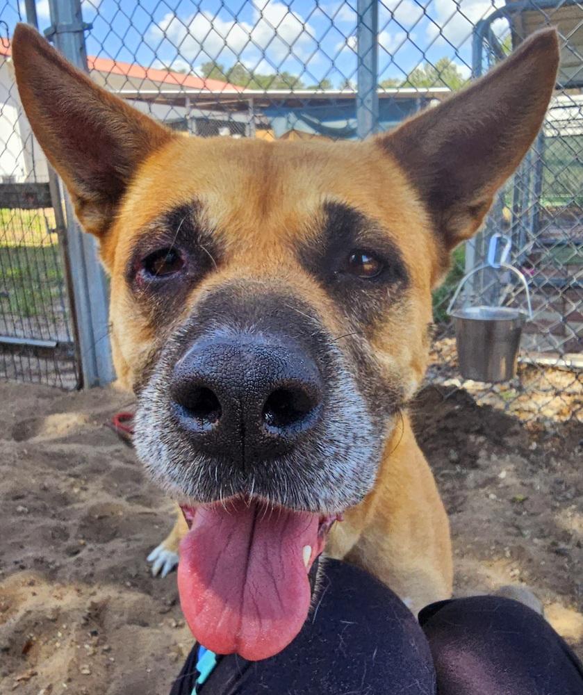 Enlarge Dime, a Adoptable mixed breed in Crescent City, FL image 4/6