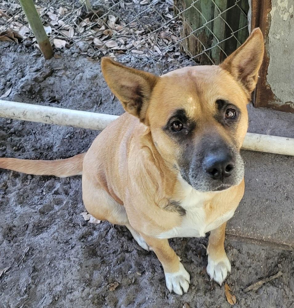 Enlarge Dime, a Adoptable mixed breed in Crescent City, FL image 5/6