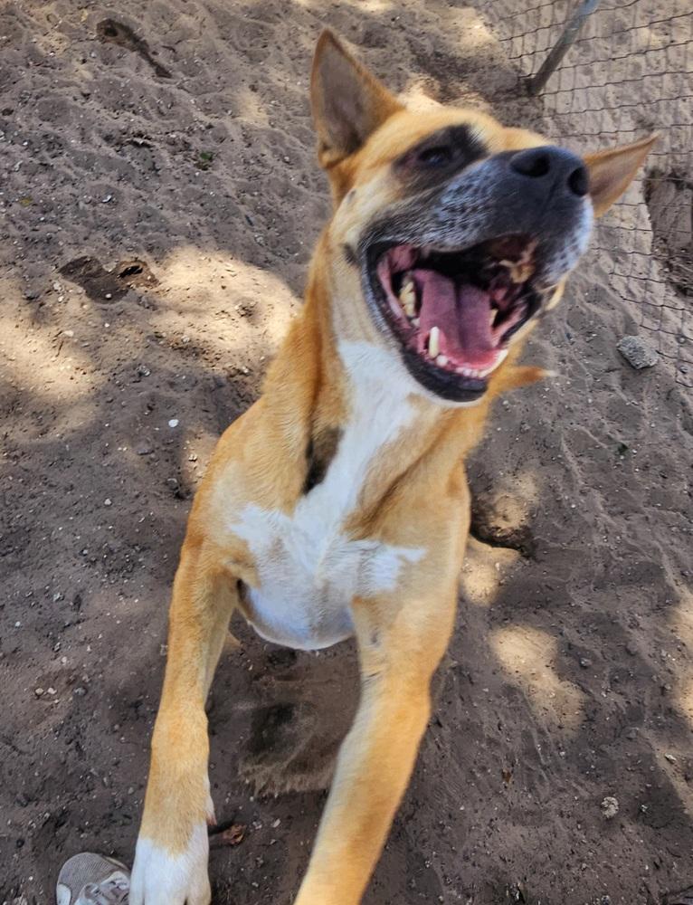 Enlarge Dime, a Adoptable mixed breed in Crescent City, FL image 6/6