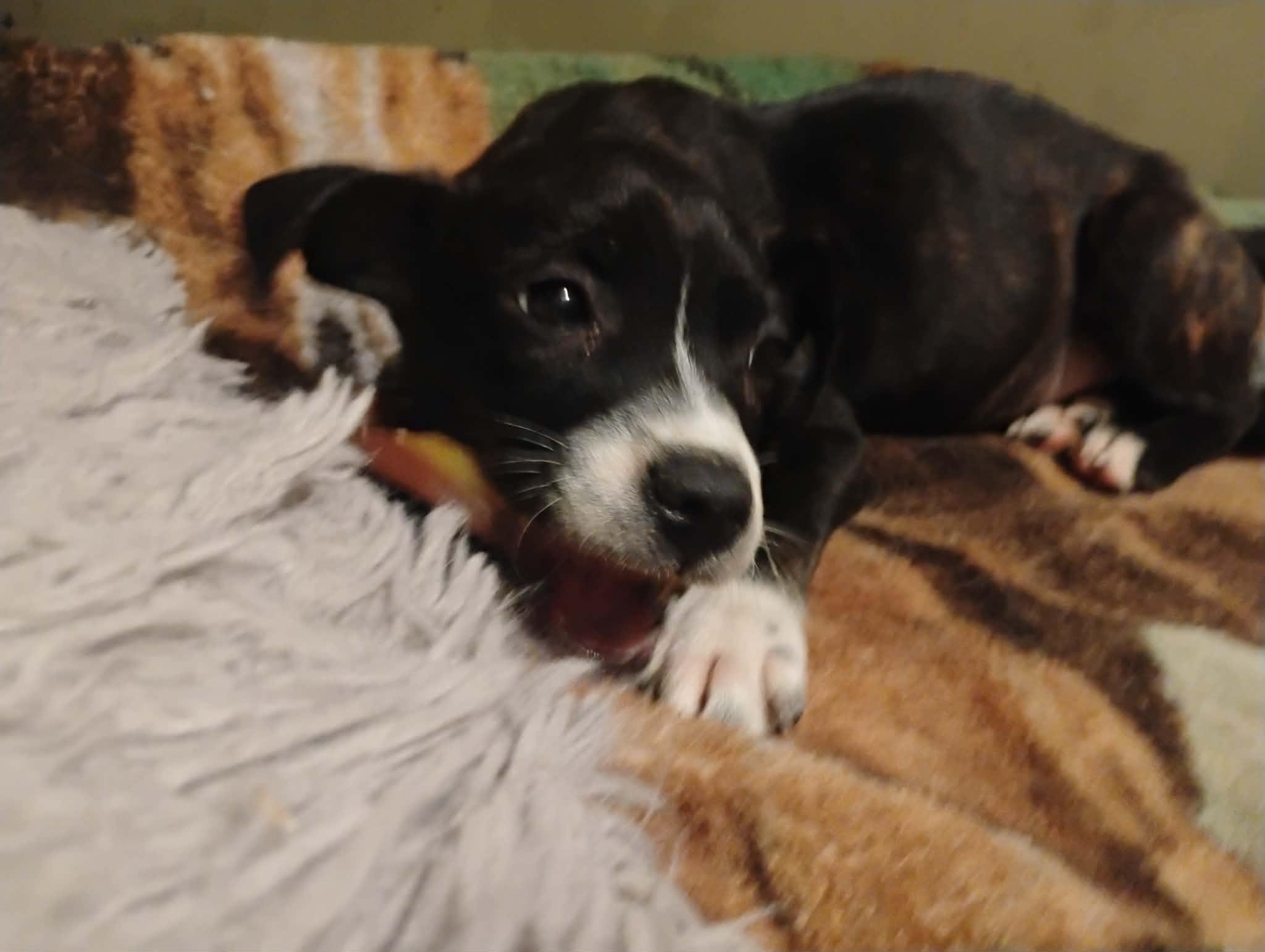 James, a Adoptable mixed breed in Sheboygan, WI image 5/6