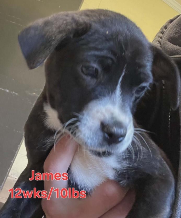 James, a Adoptable mixed breed in Sheboygan, WI image 2/6