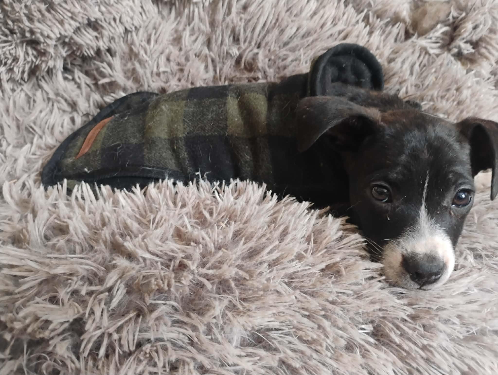 James, a Adoptable mixed breed in Sheboygan, WI image 3/6