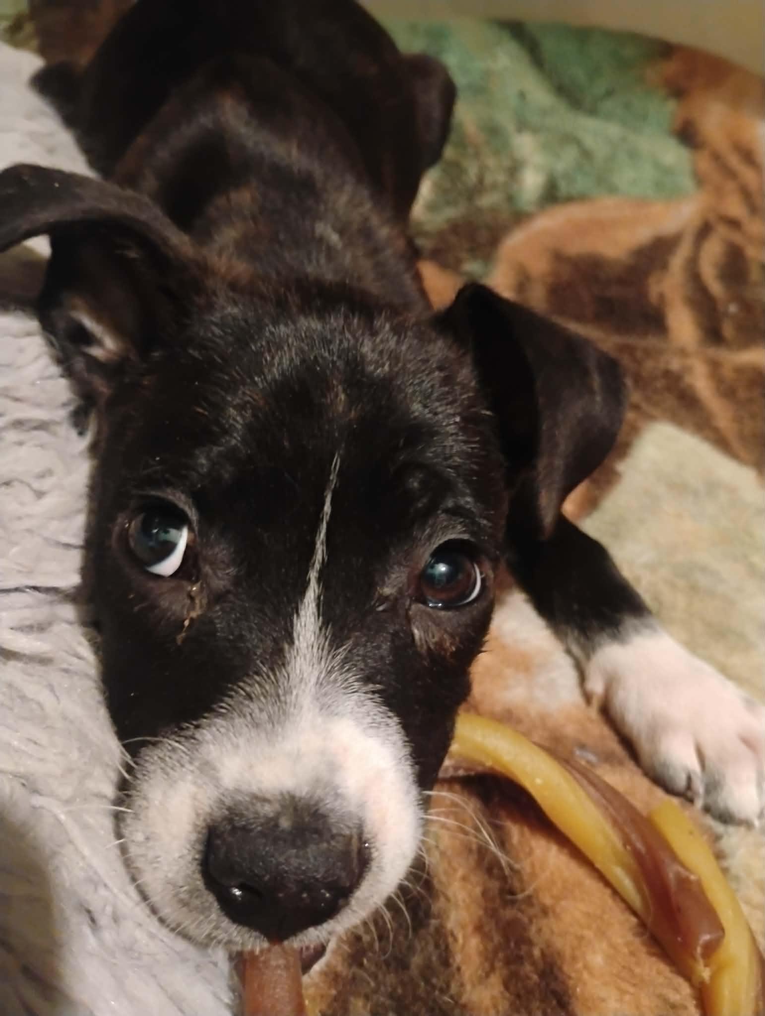 James, a Adoptable mixed breed in Sheboygan, WI image 4/6