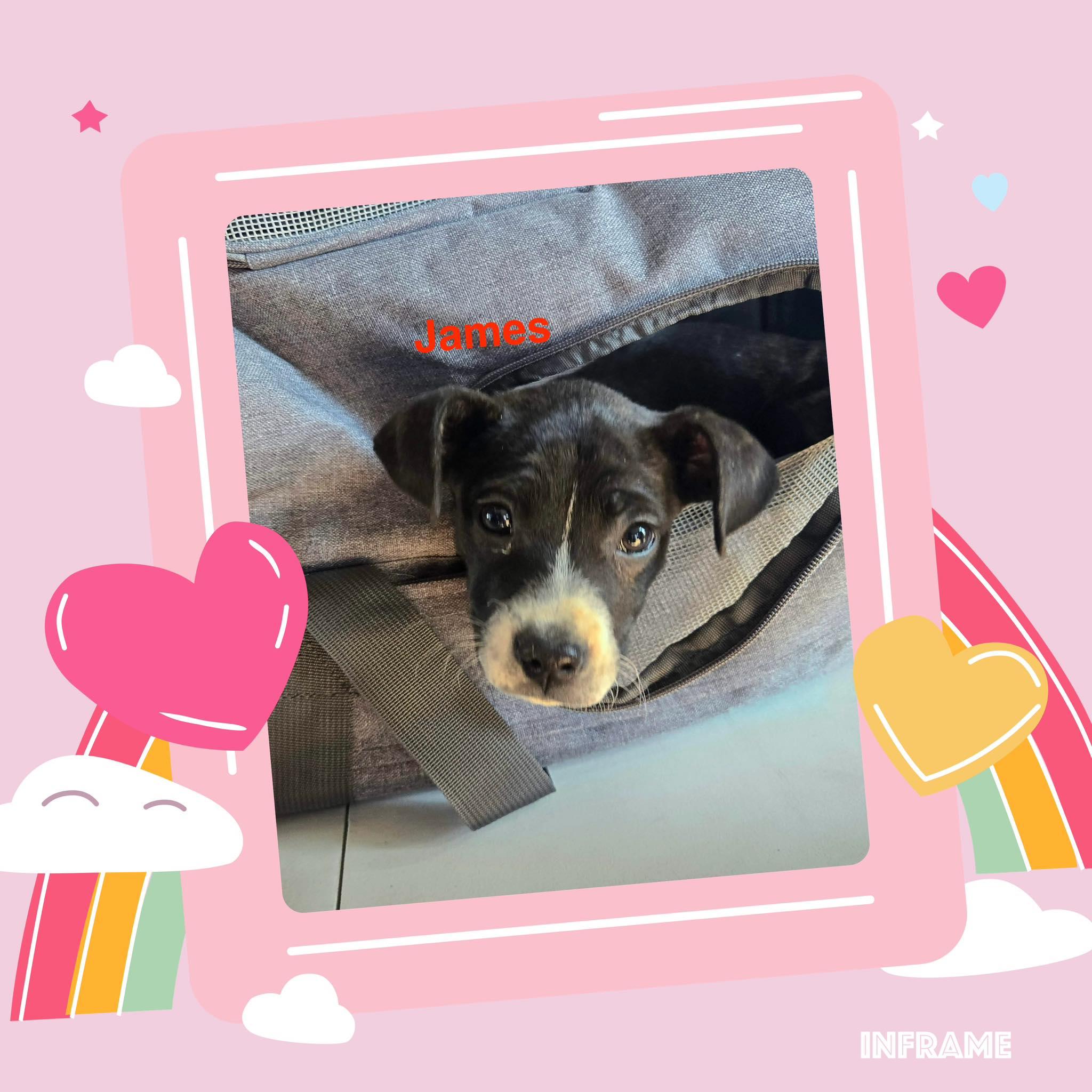 James, a Adoptable mixed breed in Sheboygan, WI image 1/6