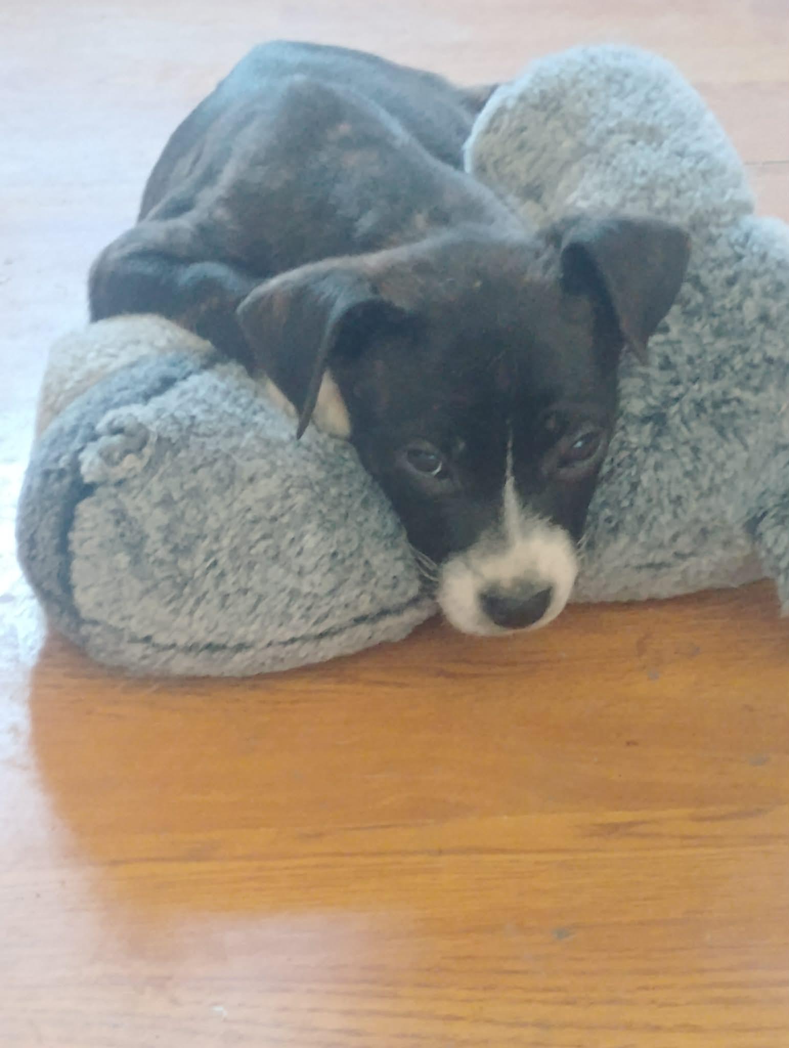 James, a Adoptable mixed breed in Sheboygan, WI image 6/6