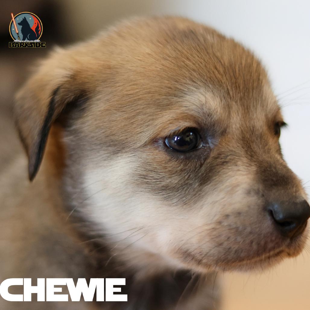 Chewbacca, Adoptable, Puppy Male Mixed Breed.