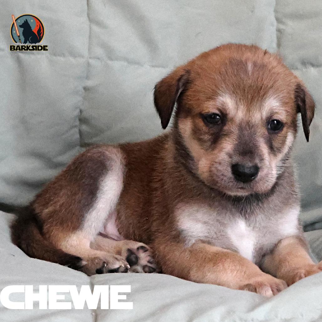 Chewbacca, a Adoptable Mixed Breed in Calgary, AB image 2/6