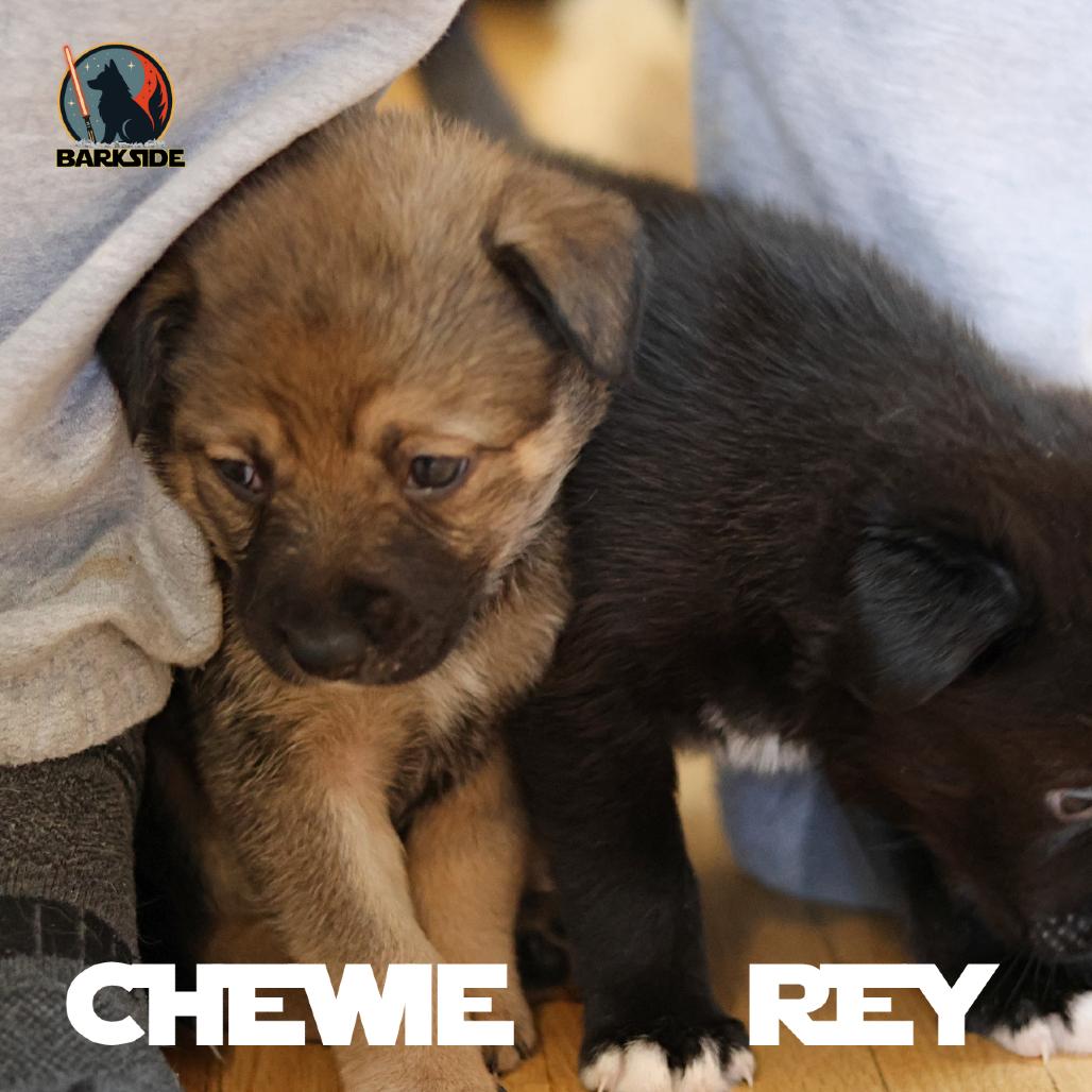 Chewbacca, a Adoptable Mixed Breed in Calgary, AB image 3/6