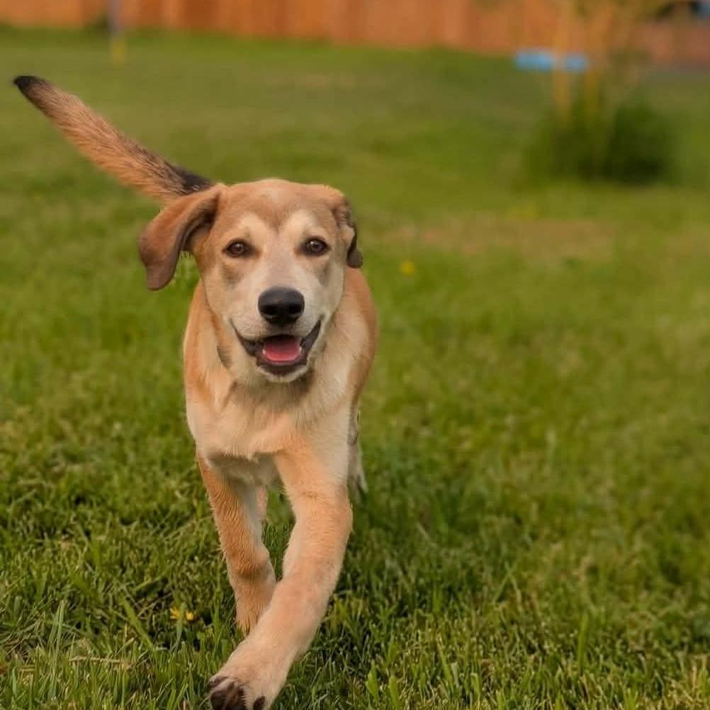 Chewbacca, a Adoptable Mixed Breed in Calgary, AB image 4/6