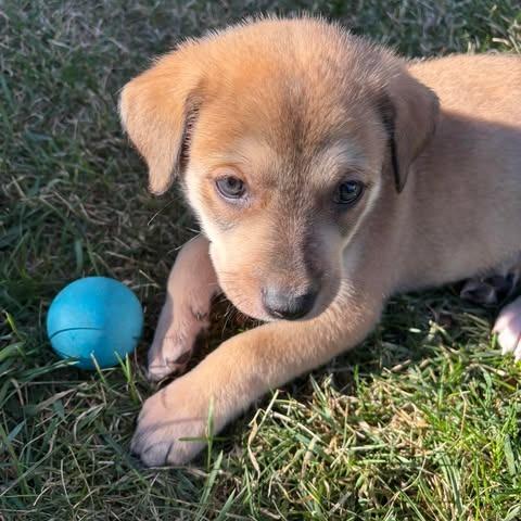 Chewbacca, a Adoptable Mixed Breed in Calgary, AB image 4/6