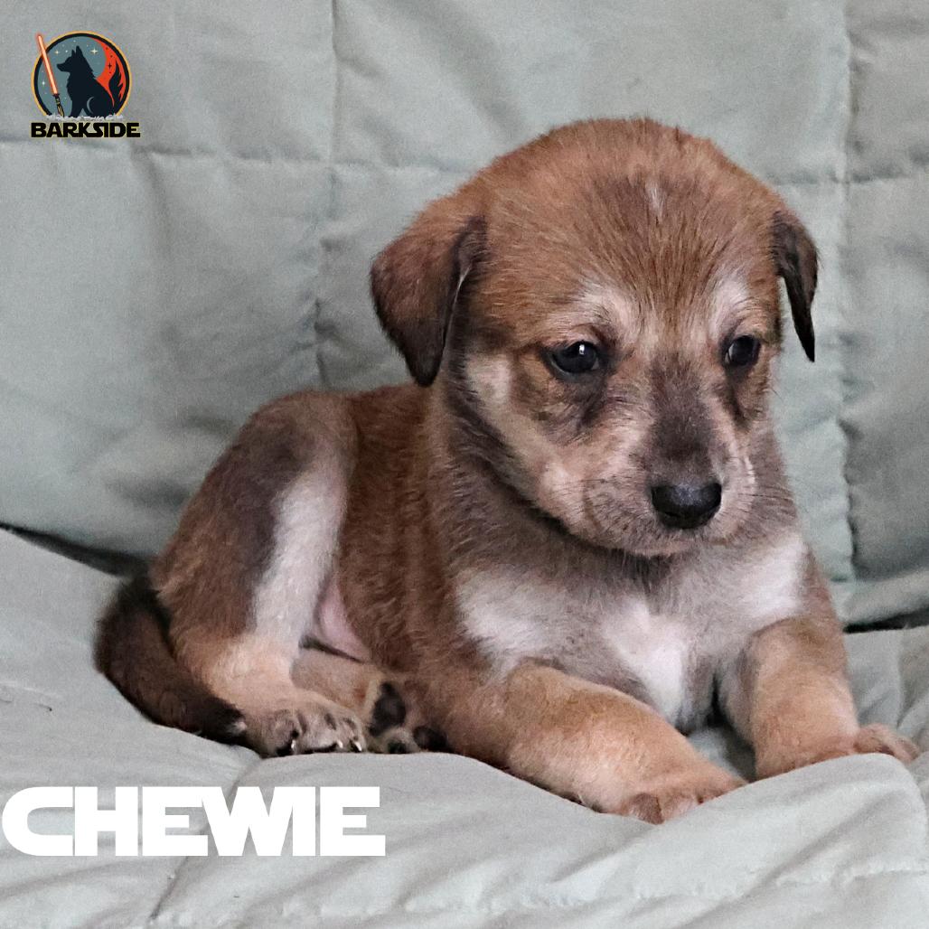 Chewbacca, a Adoptable Mixed Breed in Calgary, AB image 5/6