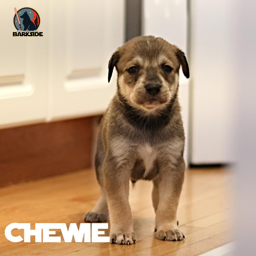 Chewbacca, a Adoptable Mixed Breed in Calgary, AB image 6/6