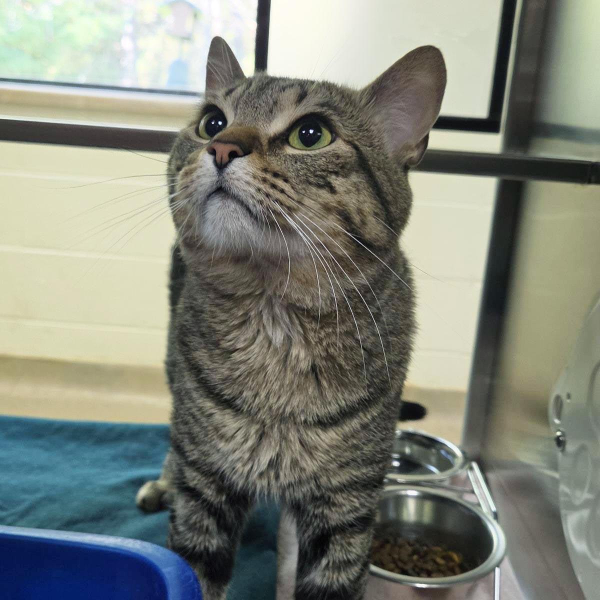 Harley, Adoptable, Adult Male Domestic Short Hair.