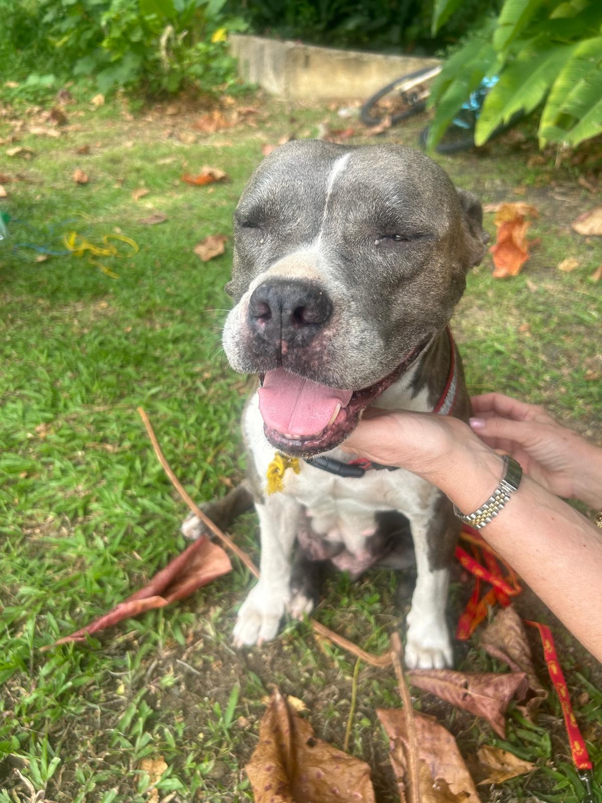 Rosa, Adoptable, Adult Female Pit Bull Terrier.