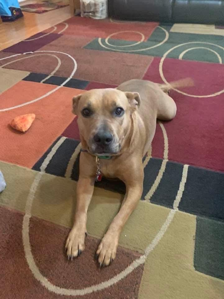 Enlarge Coco  (Mom of Ten Litter ), a Adoptable mixed breed in Wenonah, NJ image 1/2