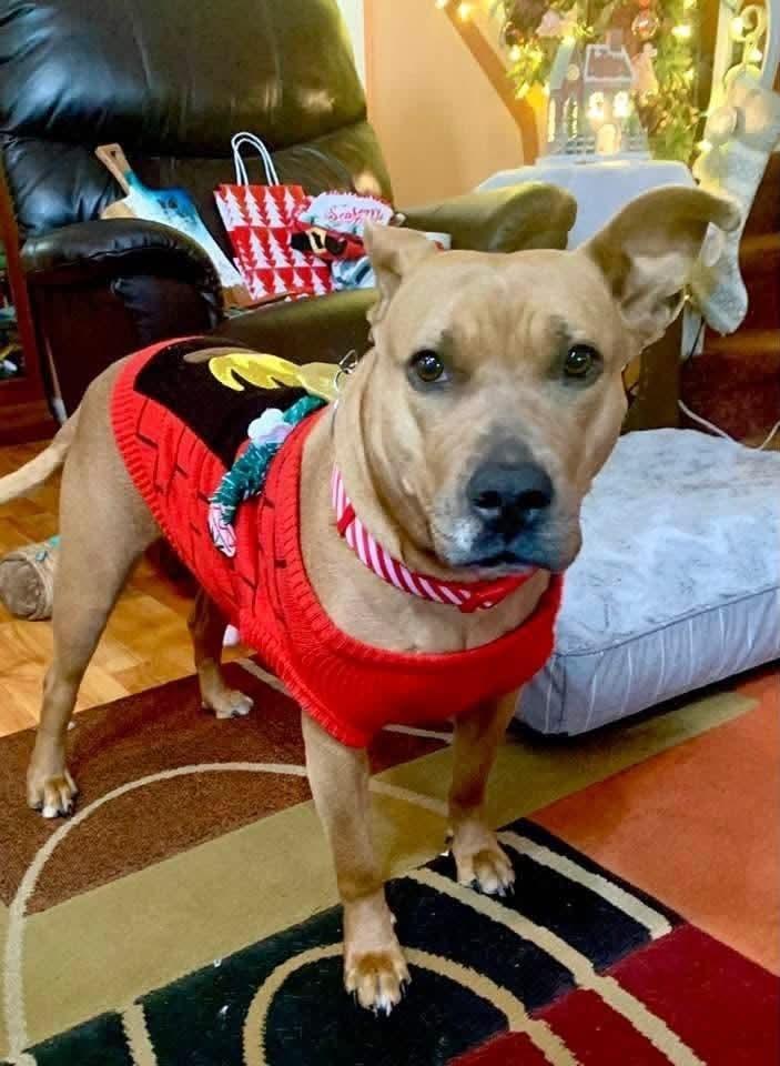 Enlarge Coco  (Mom of Ten Litter ), a Adoptable mixed breed in Wenonah, NJ image 2/2
