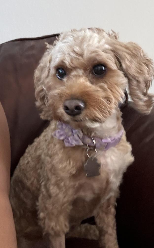 Chanel, Adoptable, Adult Female Cockapoo.