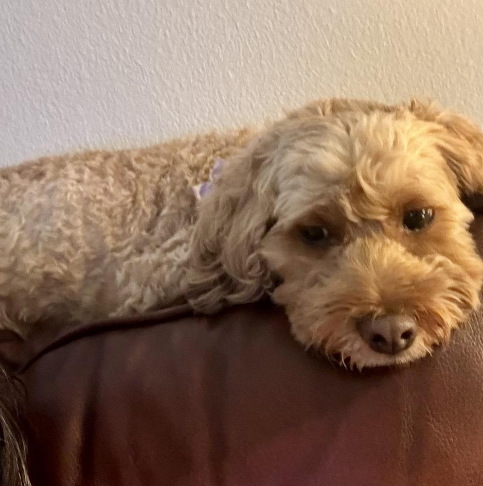 Chanel, a Adoptable Cockapoo in Orlando, FL image 2/4