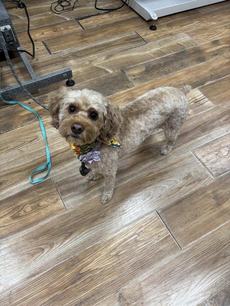 Chanel, a Adoptable Cockapoo in Orlando, FL image 3/4