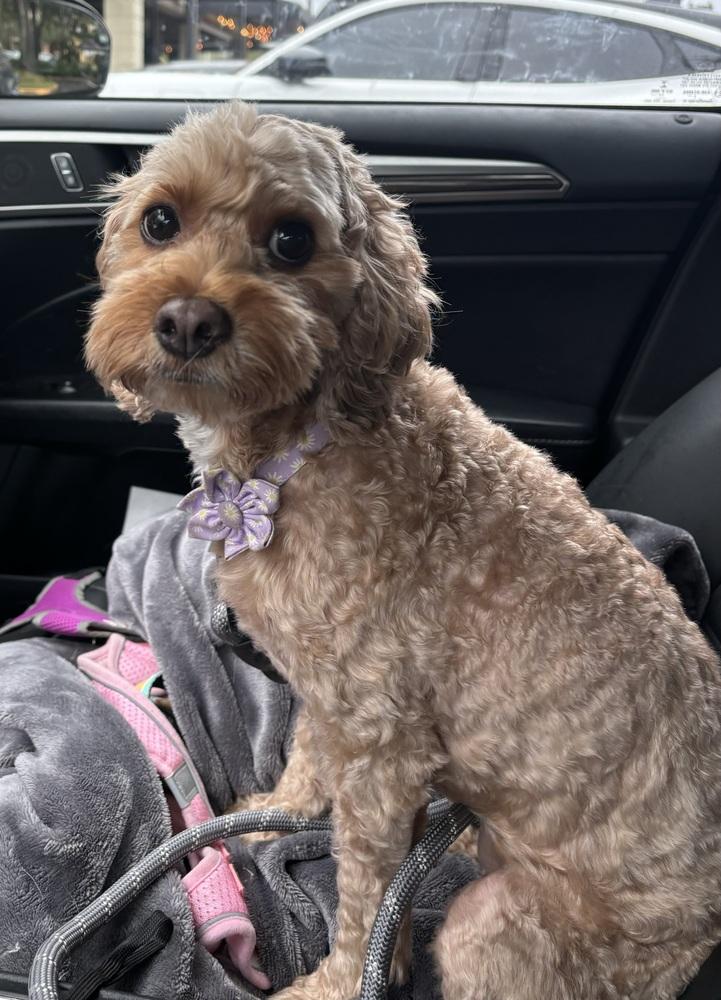 Chanel, a Adoptable Cockapoo in Orlando, FL image 4/4