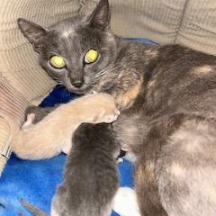 Skye, Adoptable, Adult Female Domestic Short Hair.