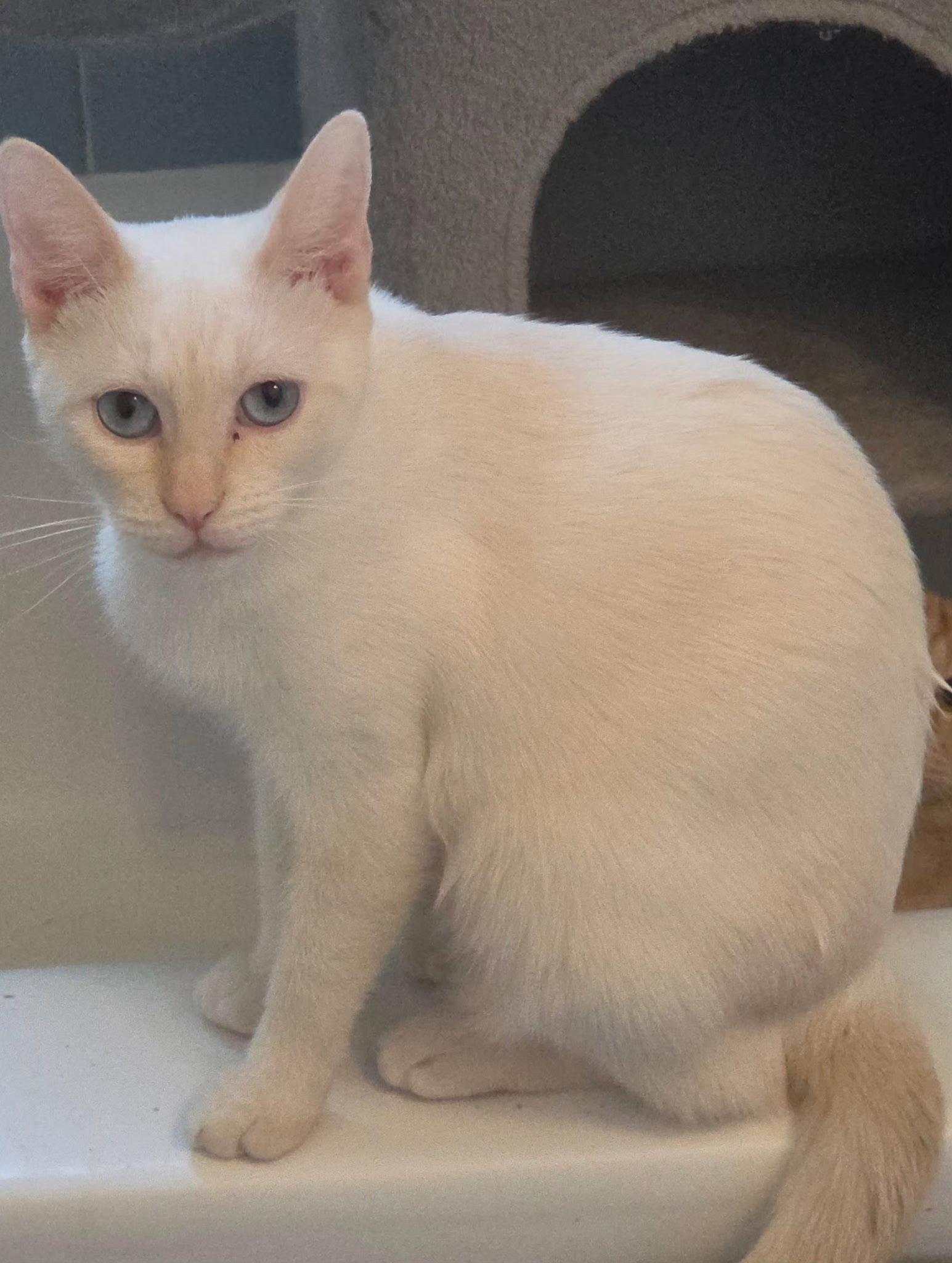 Amber, Adoptable, Young Female Siamese.