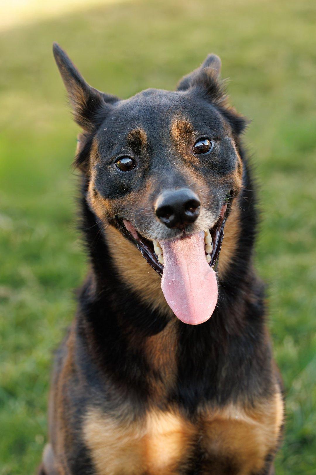 Enlarge Marley, a Adoptable mixed breed in McKinney, TX image 1/3