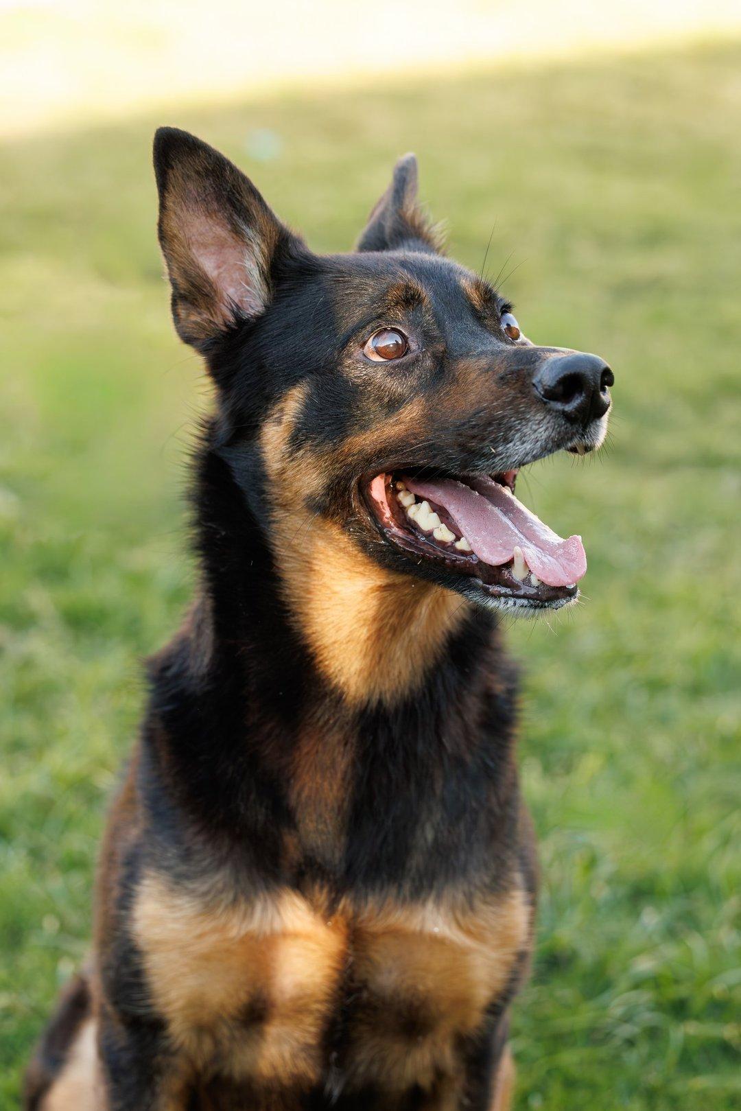 Enlarge Marley, a Adoptable mixed breed in McKinney, TX image 2/3