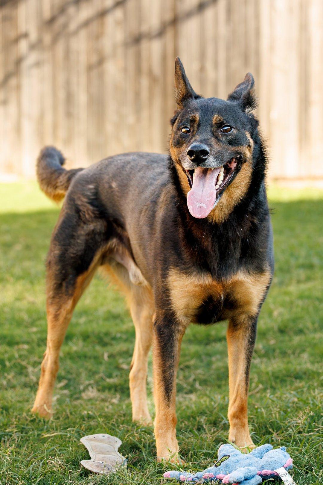 Enlarge Marley, a Adoptable mixed breed in McKinney, TX image 3/3
