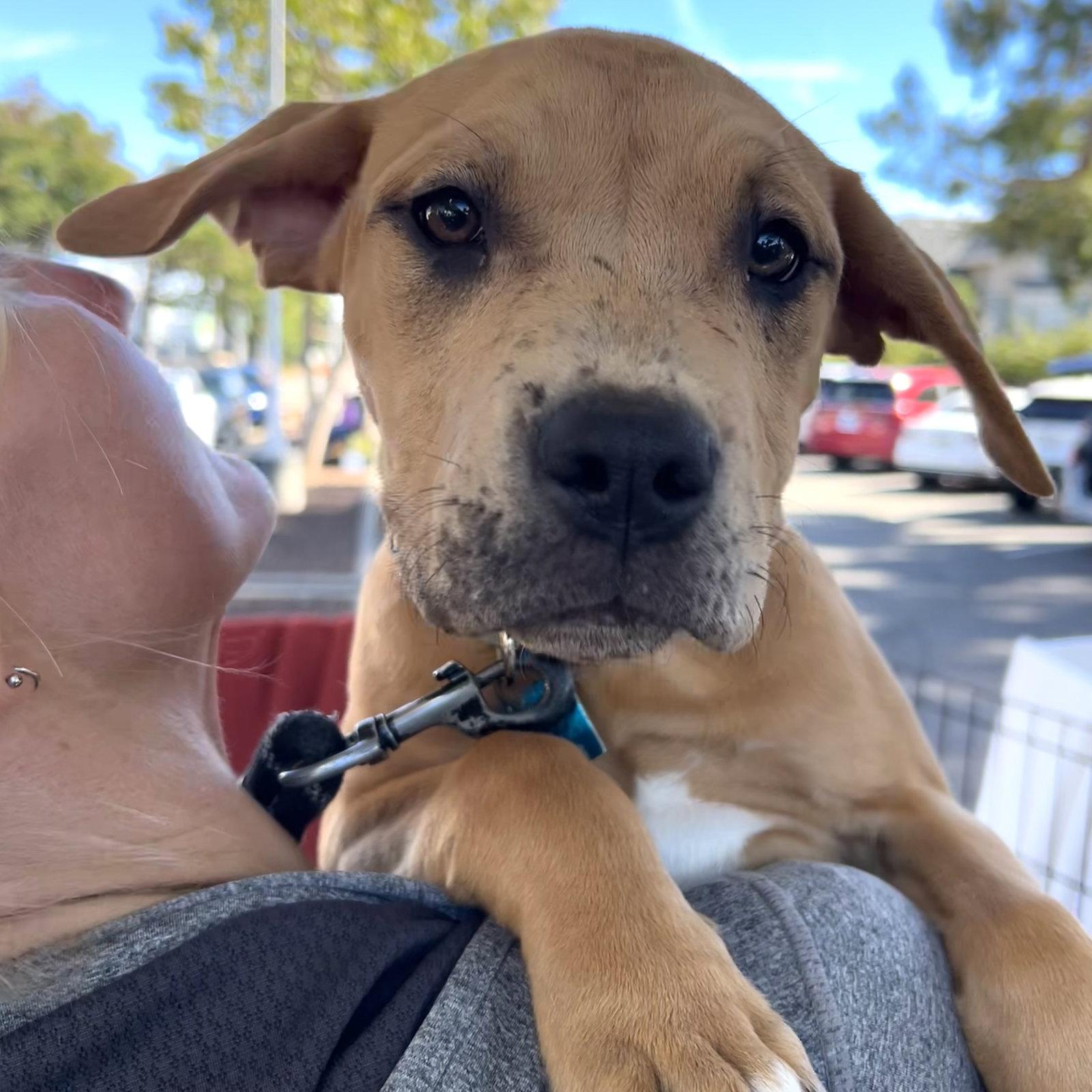 Lemon Pepper, Adoptable, Puppy Female Pit Bull Terrier.