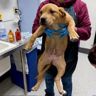 Enlarge Lemon Pepper, a Adoptable Pit Bull Terrier in Oakland, CA image 2/2