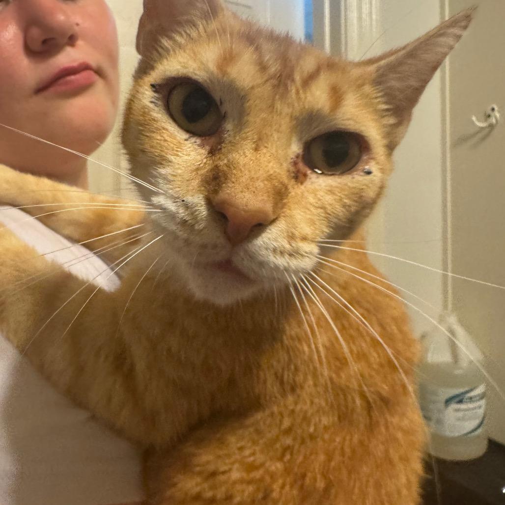 Flash, Adoptable, Adult Male Domestic Short Hair.