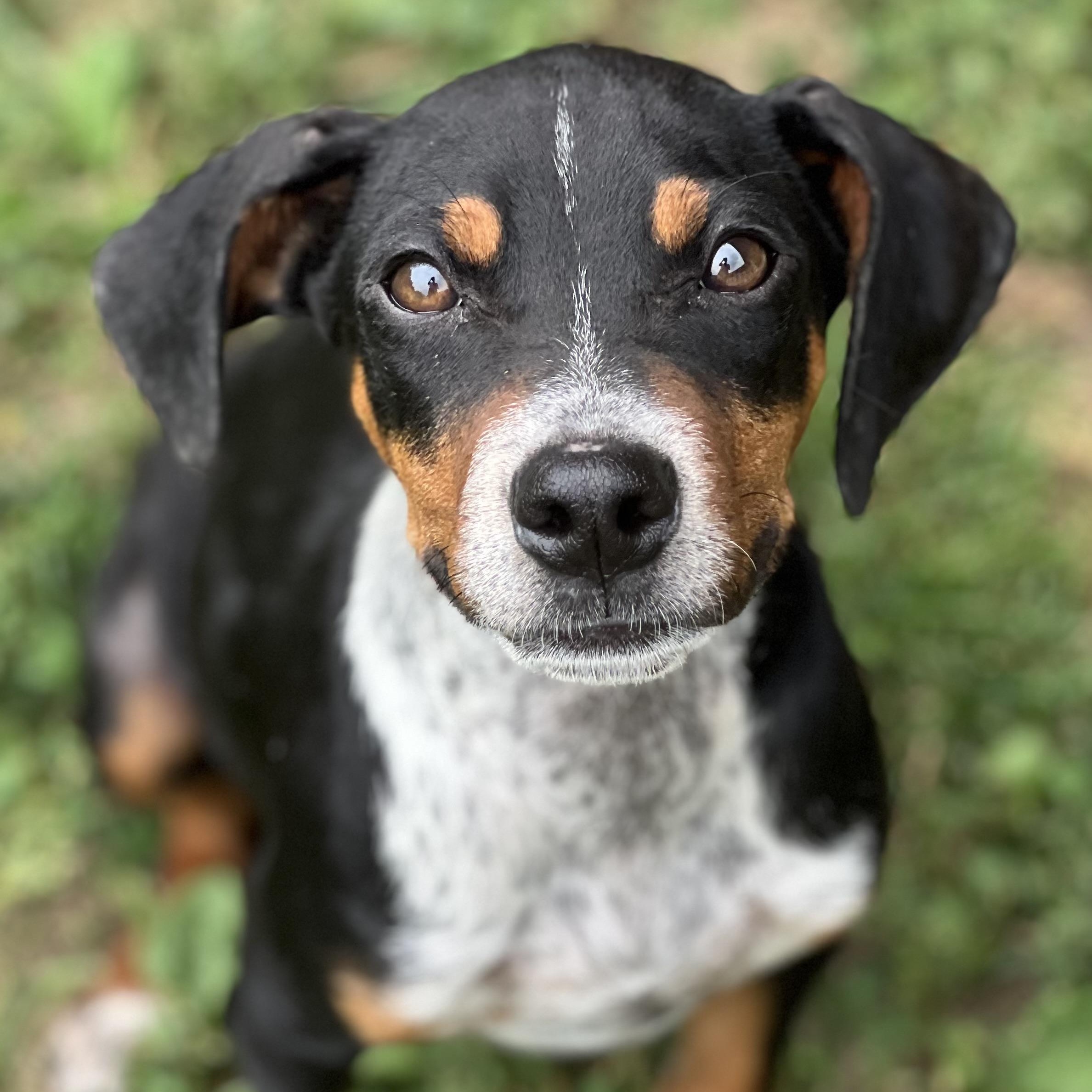 Loofy, ADOPTABLE, Puppy Male Bluetick Coonhound.