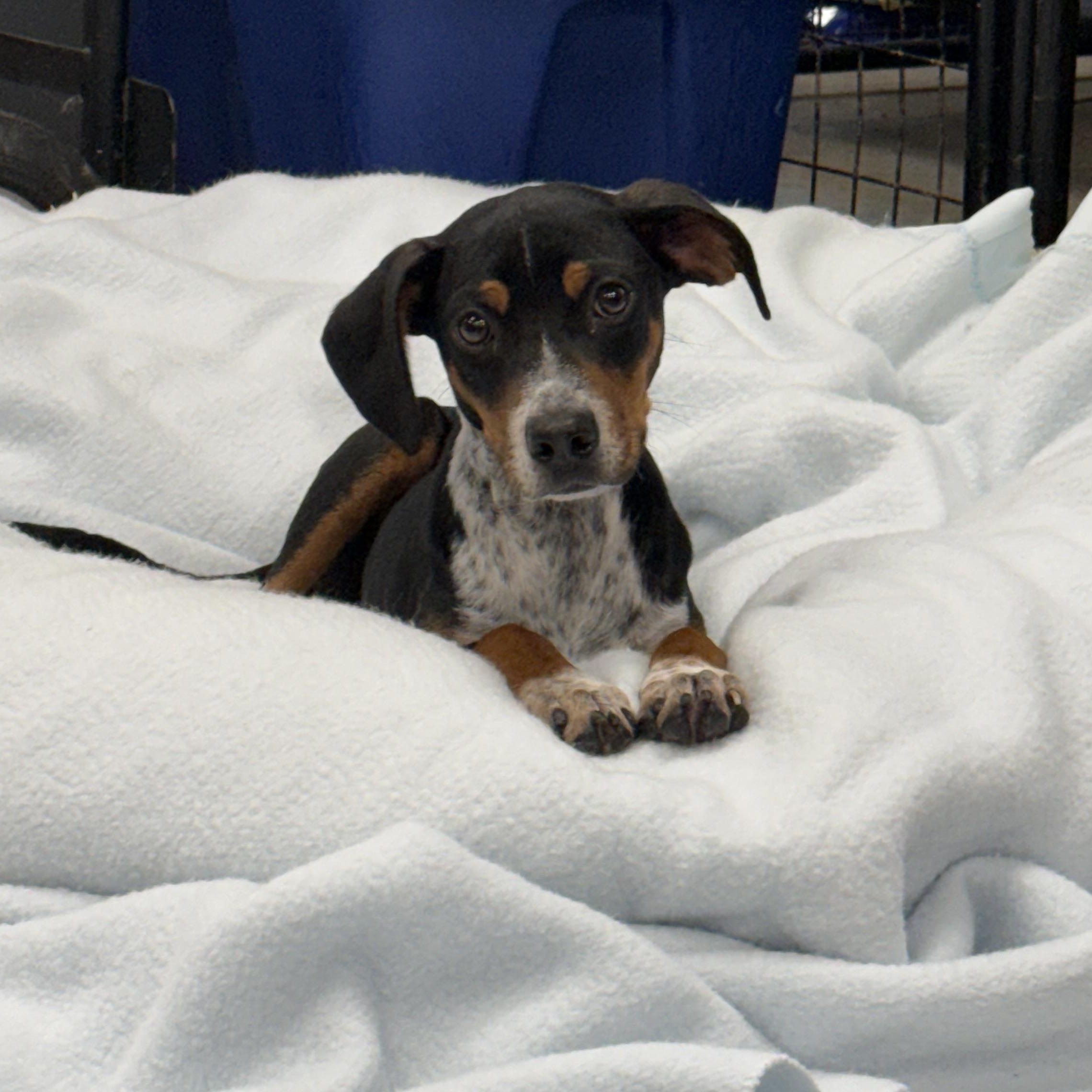 Loofy, a ADOPTABLE mixed breed in Monroe, OH image 2/6