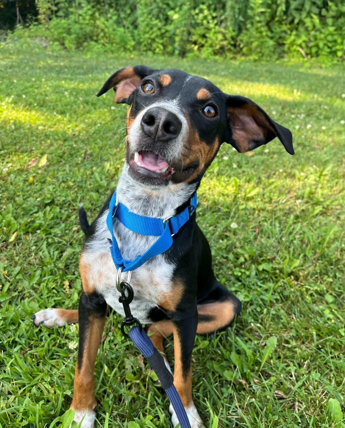 Loofy, ADOPTABLE, Puppy Male Bluetick Coonhound.