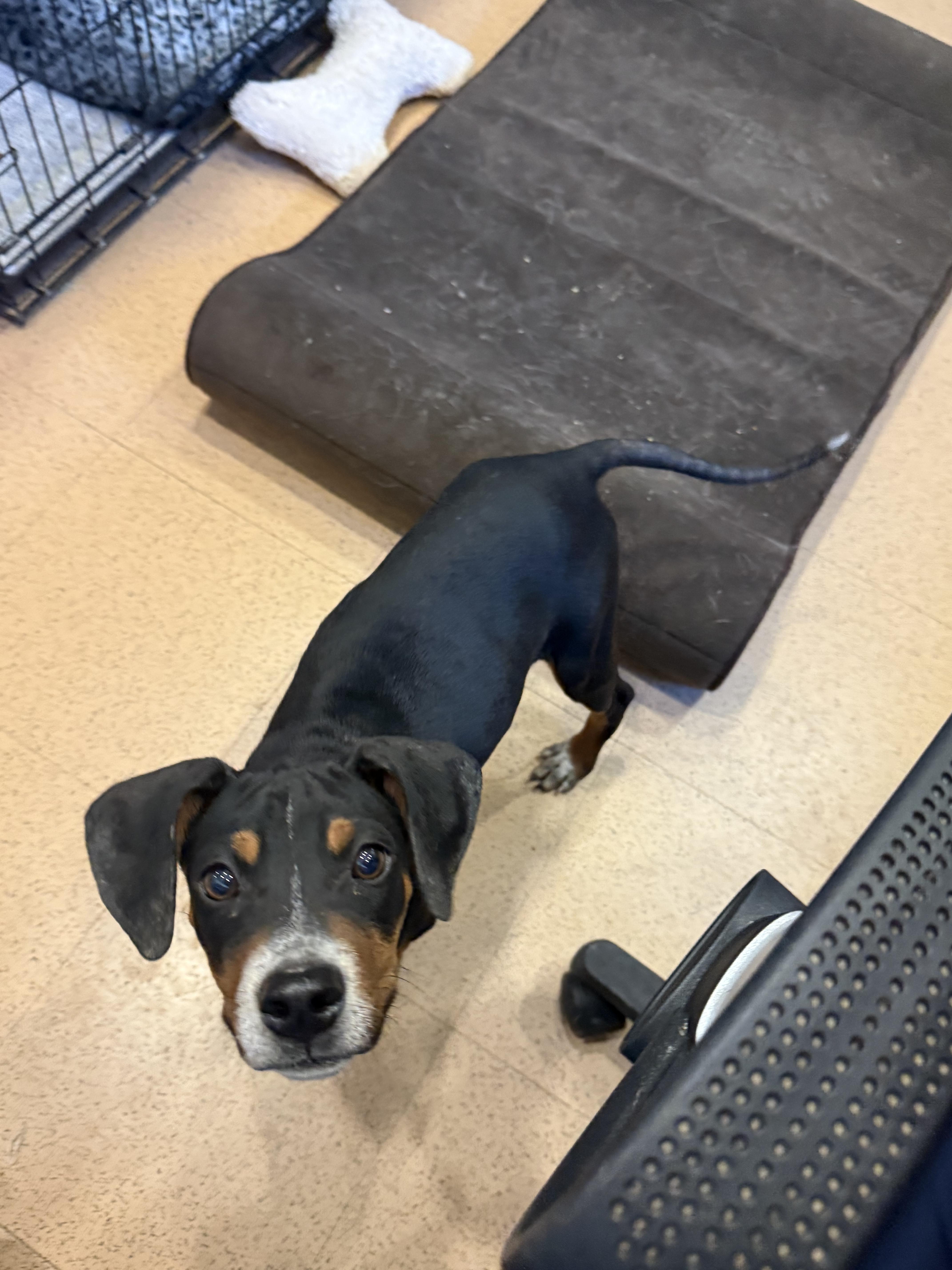 Loofy, a ADOPTABLE mixed breed in Monroe, OH image 5/5