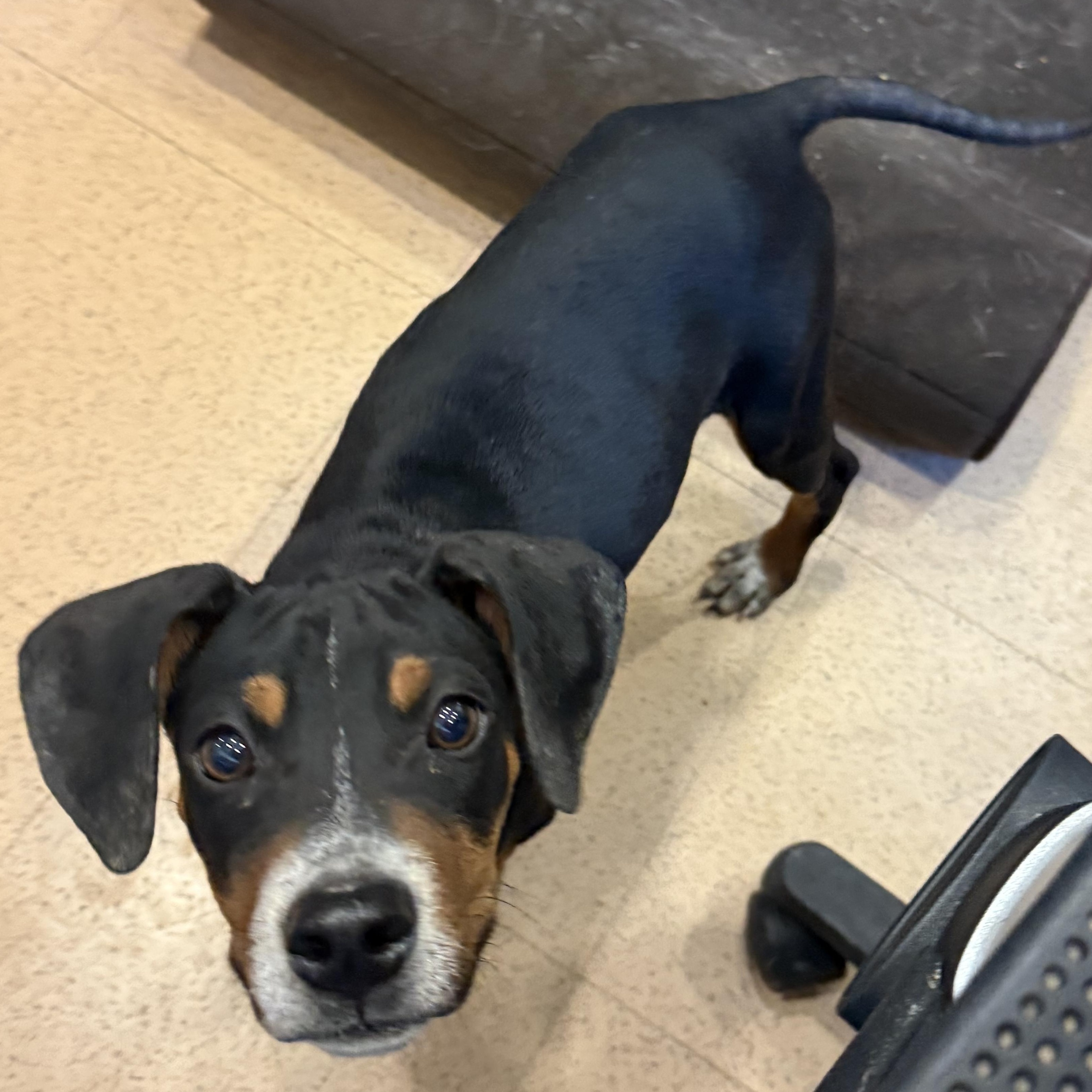 Loofy, a ADOPTABLE mixed breed in Monroe, OH image 5/6
