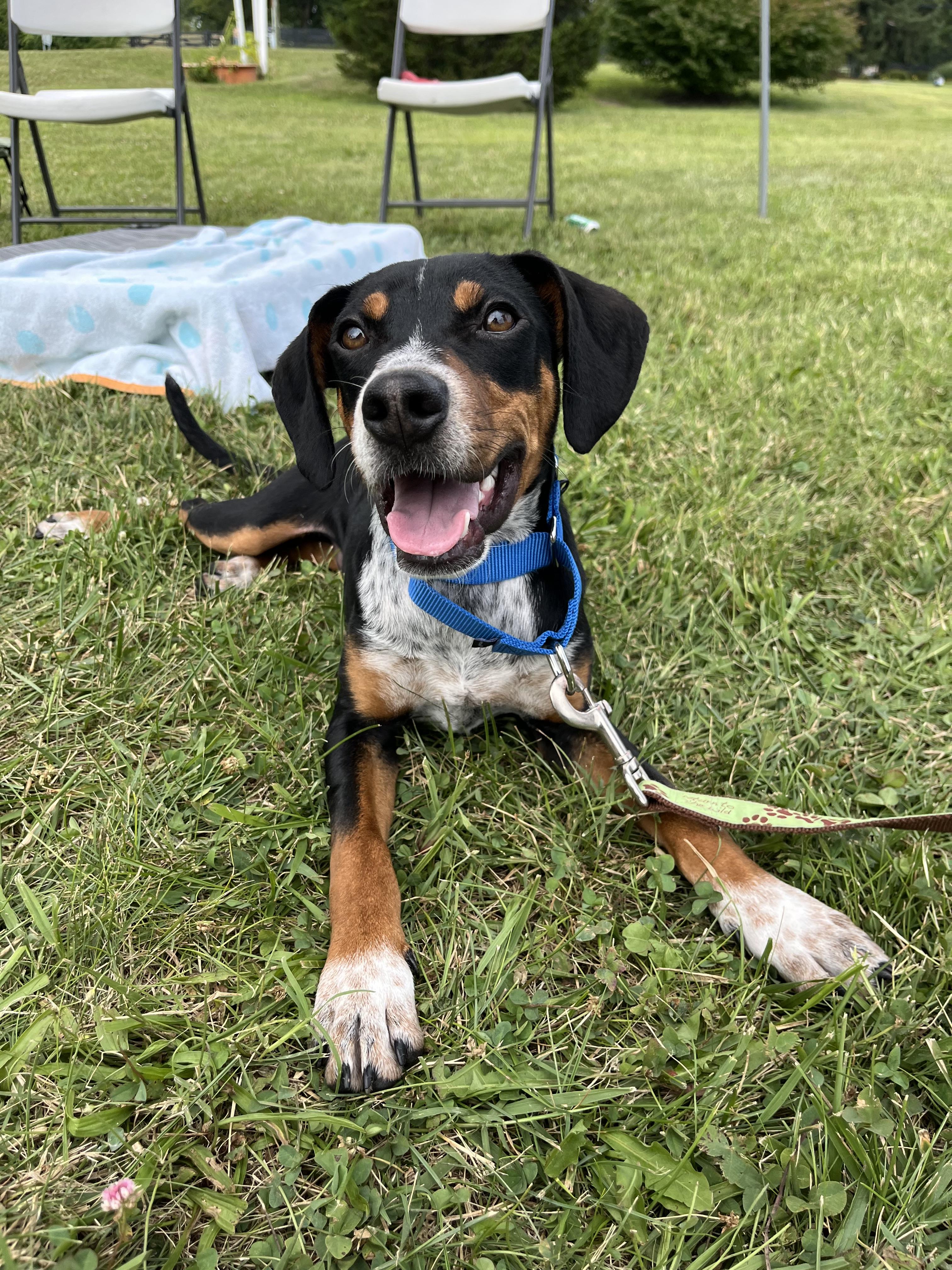 Loofy, a ADOPTABLE mixed breed in Monroe, OH image 2/6