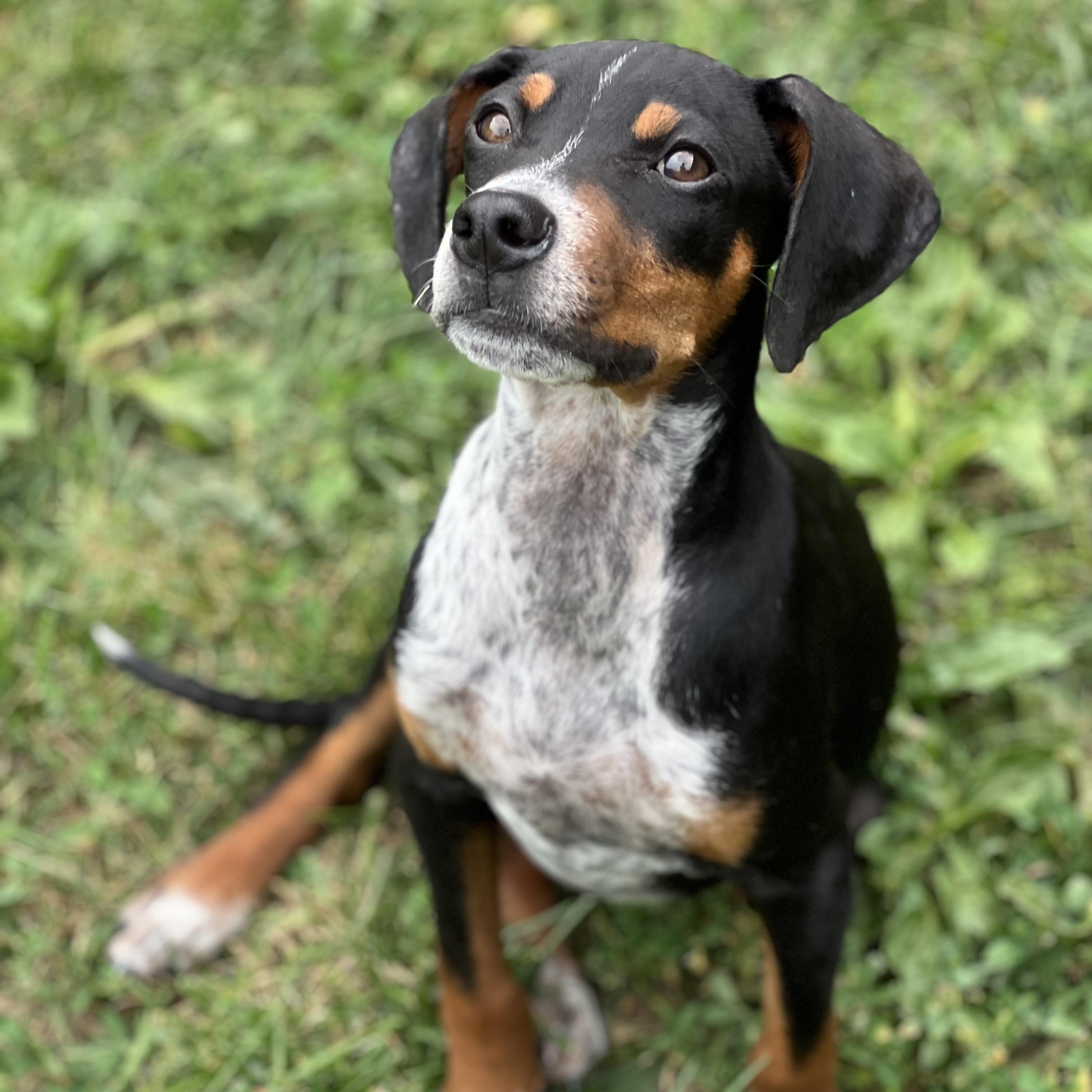 Loofy, a ADOPTABLE mixed breed in Monroe, OH image 2/5